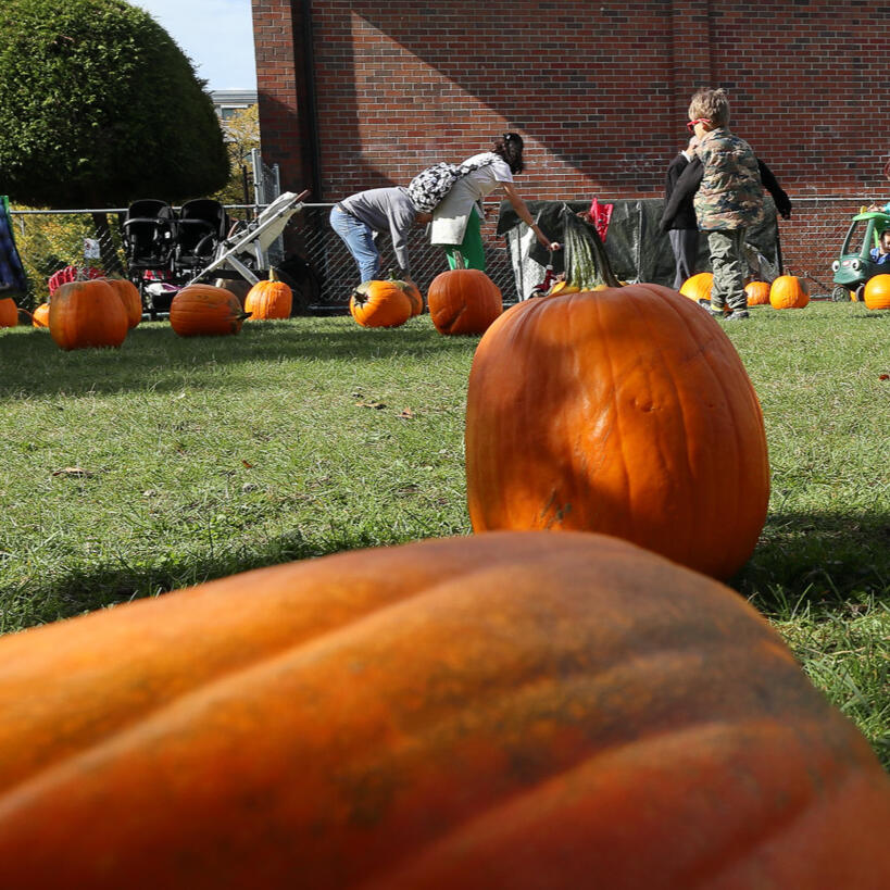 Pumpkins Pumpkins